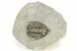 Diademaproetus Trilobite - Ofaten, Morocco #273382-3